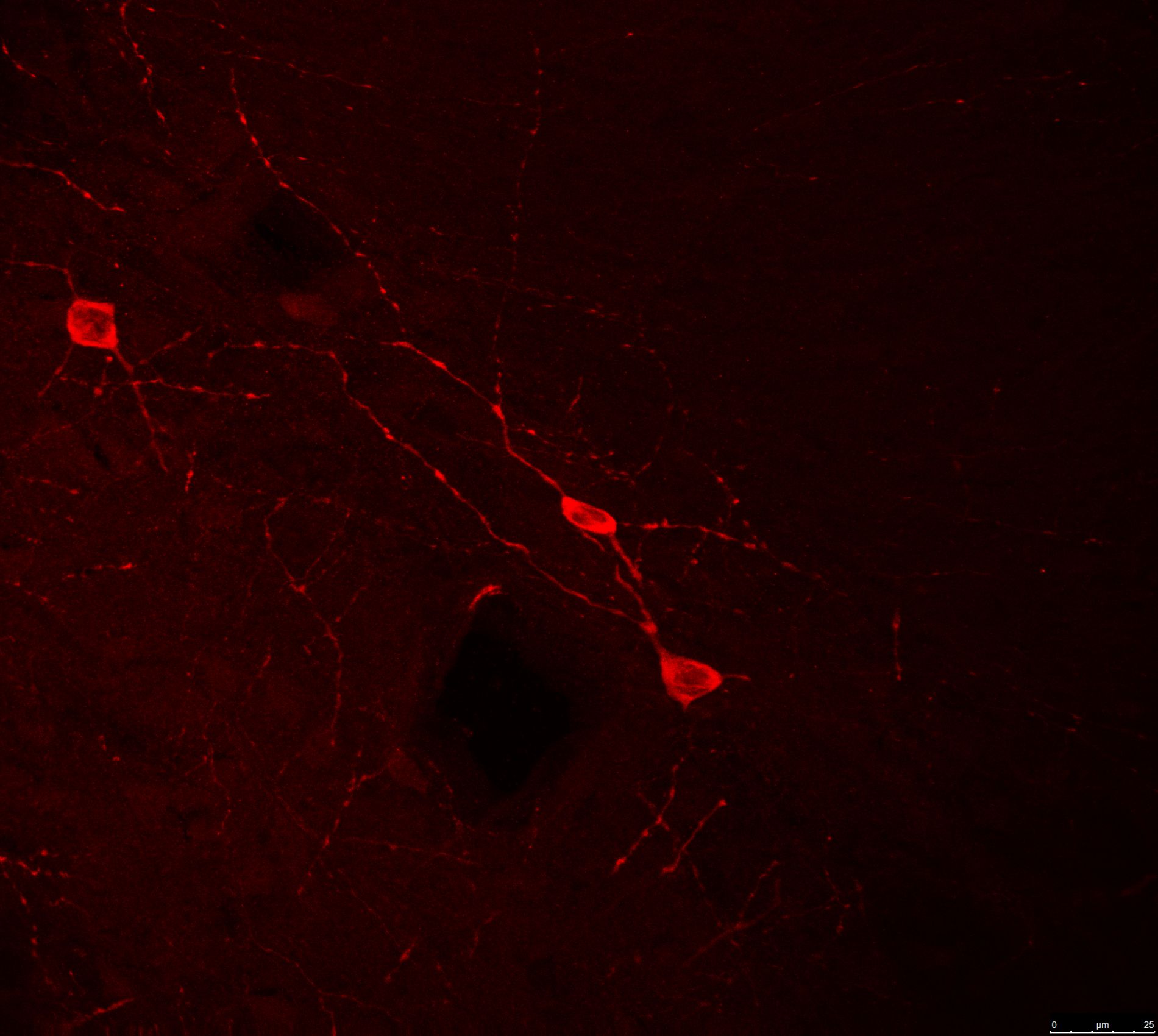 neurón