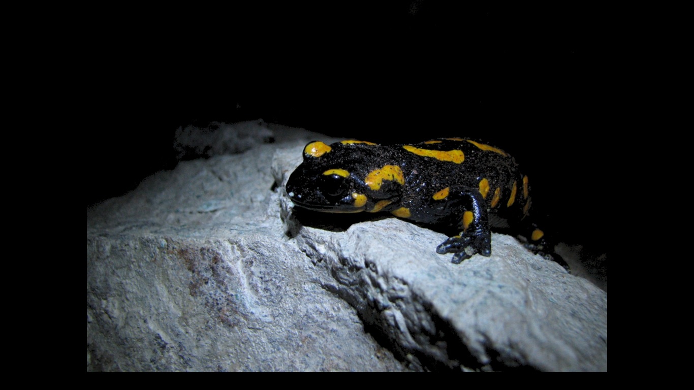 salamandra